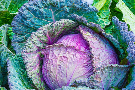 closeup photo of a purple cabbage thumbnail