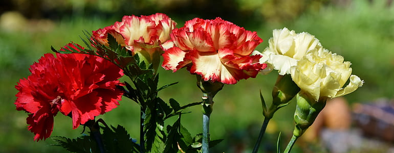 selective focus photography of red and white flowers thumbnail