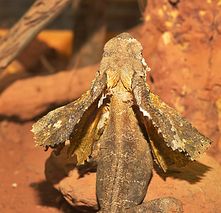 Frill Necked Lizard, Iguana-Like thumbnail