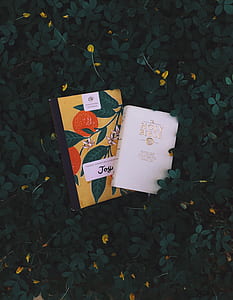 Holy Bible on green leaves thumbnail