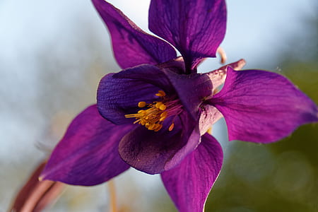 selective focus photography of purple columbine flower thumbnail