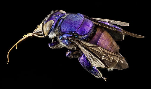purple and brown fly thumbnail