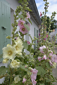 Flowers, Yellow Hollyhocks thumbnail