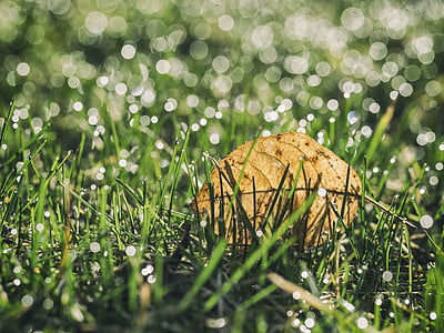 focus photography of brown leaf on grasses thumbnail