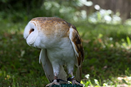 selective focus photo of barn owl thumbnail