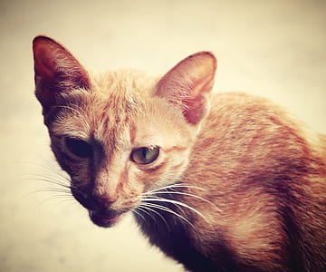 animal, pet, eyes, blur thumbnail