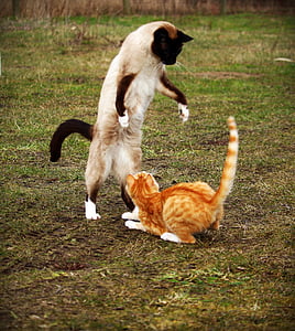 siamese and orange tabby cat fighting at daytime thumbnail