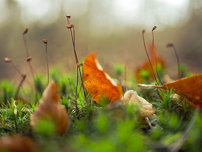 selective focus of brown leaf on ground thumbnail