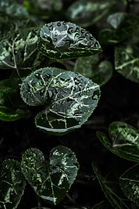 ovate green plant with dewdrops thumbnail