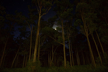 Green Leaves Forest Trees during Nighttime thumbnail