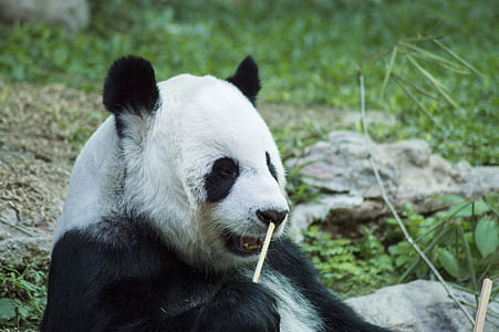 shallow focus photography of panda thumbnail