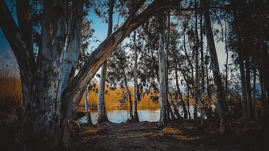Brown and White Trees Near Water Under Blue Sky thumbnail