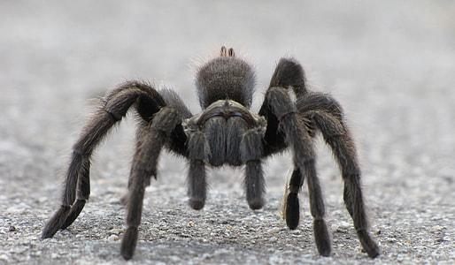 black tarantula on gray concrete pavement thumbnail