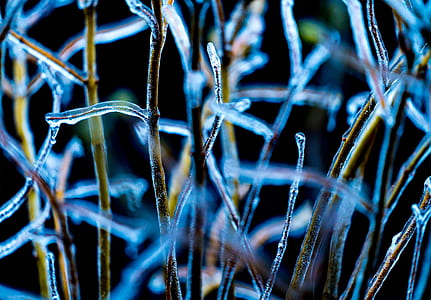 macro, ice, plant, zing thumbnail