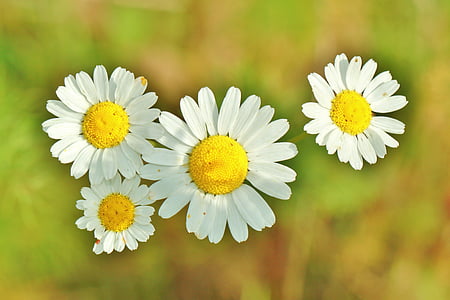 four white daisies thumbnail
