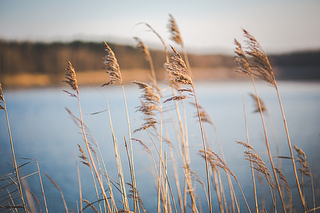 brown grasses near body of water thumbnail