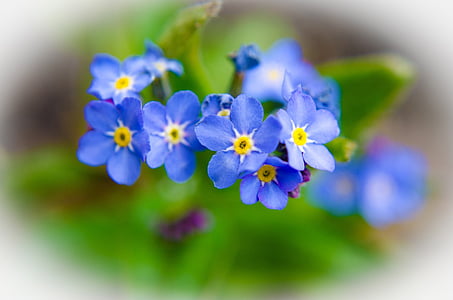 selective focus photography of blue petaled flowers thumbnail