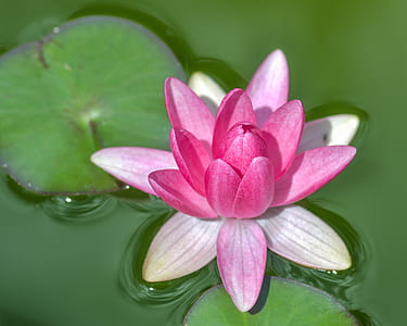pink water lily flower closeup photo thumbnail
