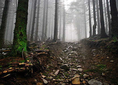 worm's eye view of rocky road and trees during daytime thumbnail