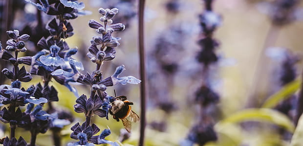 Macro Photo of Bumblebee Perched on Purple Flower thumbnail