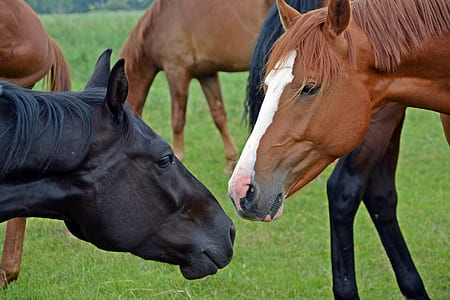 two brown and black horses on green grass field thumbnail
