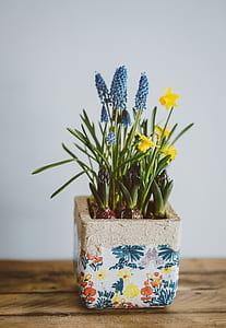 photo of purple and yellow petaled flowers with pot on table thumbnail