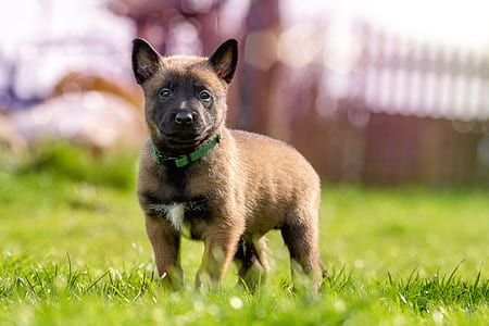 brown Belgian malinois puppy standing on grass lawn thumbnail