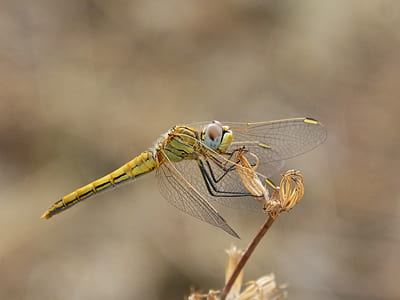 macro photography of green dragonfly thumbnail