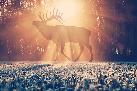 photography of deer thumbnail