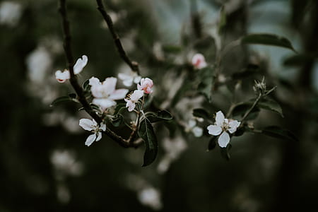 white petaled flowers thumbnail
