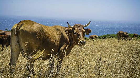 brown cattle on green grass field thumbnail