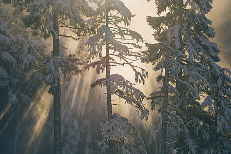 photo of green pine trees during snow season thumbnail