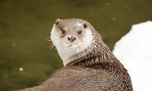 brown otter beside body of water thumbnail