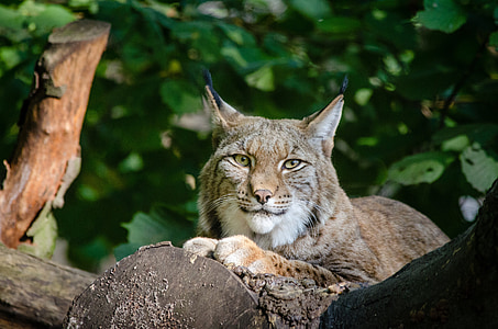 wild cat lying on tree branch thumbnail