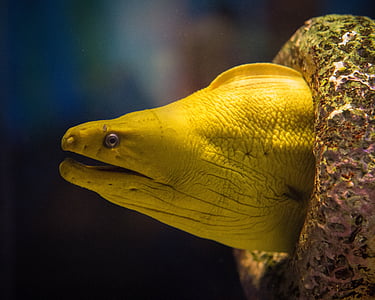 close-up photo of yellow electric eel thumbnail