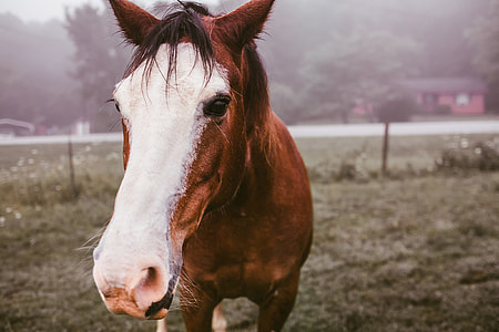 red and whit stallion in green grass lawn thumbnail