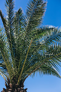 Green palm tree thumbnail