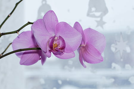 three purple flowers thumbnail