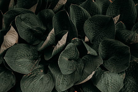 green leaves thumbnail