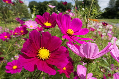pink and red cosmos flowers field selective-focus photography thumbnail