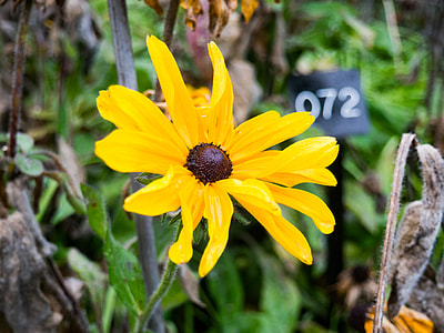 full bloom yellow petaled flowers close-up photo thumbnail
