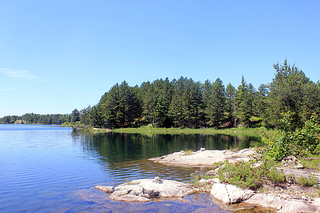 pine trees near body of water thumbnail