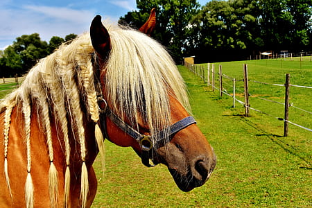 brown horse standing near fence during daytime thumbnail