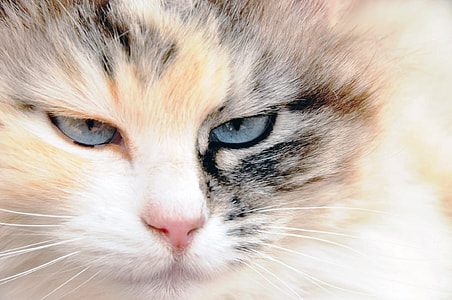 close up photo of white and brown cat thumbnail