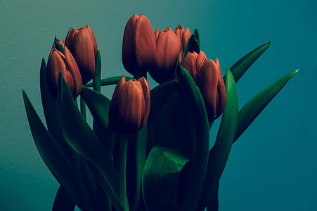 red tulips thumbnail