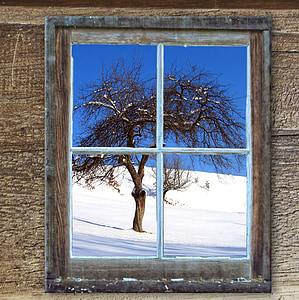 bare tree outside the window thumbnail
