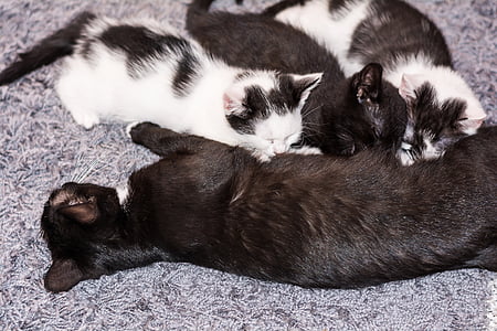short-fur cat breastfeeding three kittens thumbnail