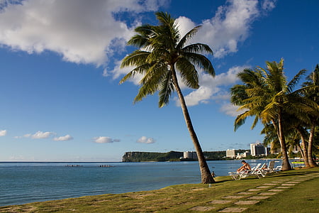palm tree near seashore during daytime thumbnail