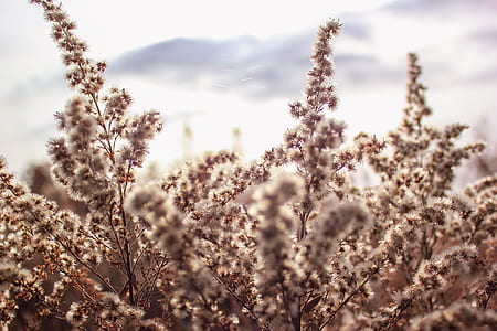 white flowers blooms at daytime thumbnail