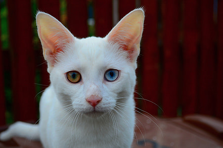 white cat with blue and green eyes thumbnail